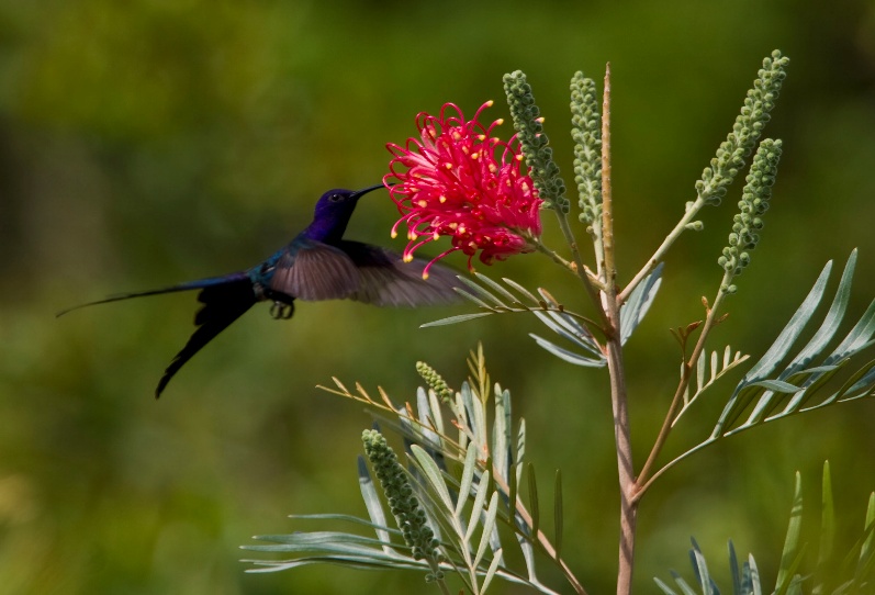 6º Festival de Aves de Porto Seguro celebra a biodiversidade da Mata Atlântica e a conservação ambiental